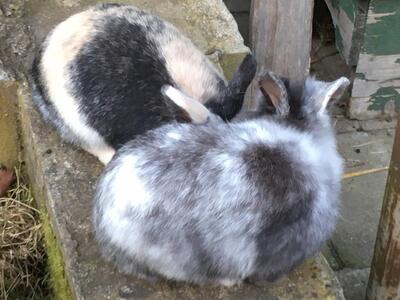 Mimi, Zwergkaninchen Japaner - weiblich