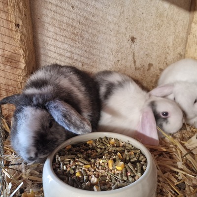 Mini Lop Jungtier - männlich