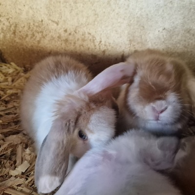 Mini Lop Jungtier - männlich