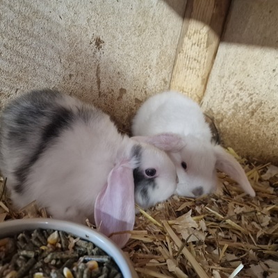 Mini Lop Jungtier - männlich