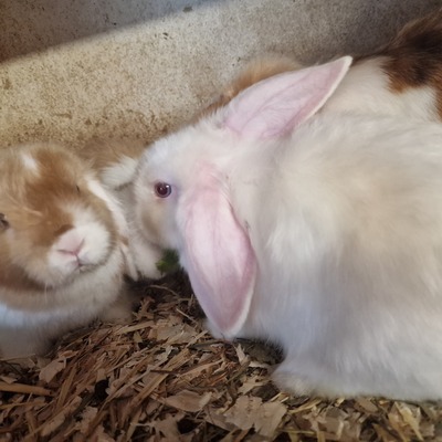 Mini Lop Jungtier - männlich