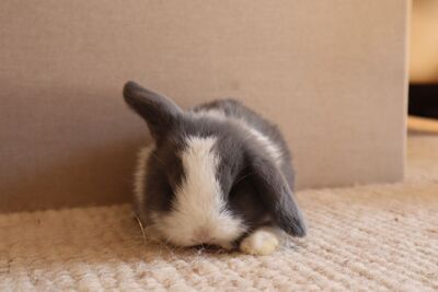 Mini Lop Jungtier - unbekannt