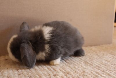 Mini Lop Jungtier - unbekannt