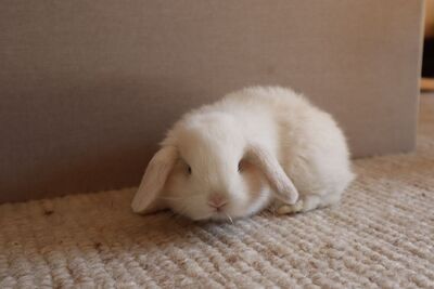 Mini Lop Jungtier - unbekannt