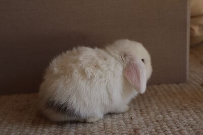 Mini Lop Jungtier - unbekannt