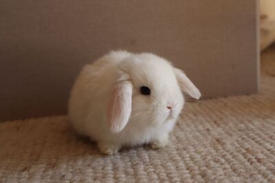 Mini Lop Jungtier - unbekannt