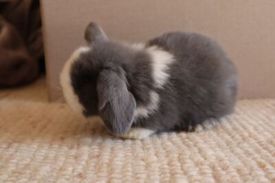 Mini Lop Jungtier - unbekannt