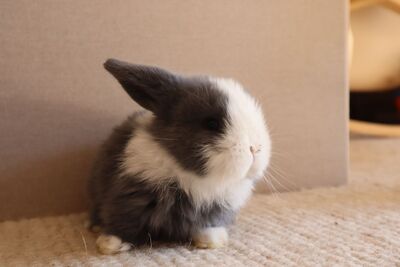 Mini Lop Jungtier - unbekannt