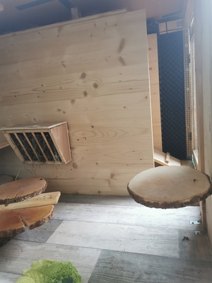 Mini Lop - männlich