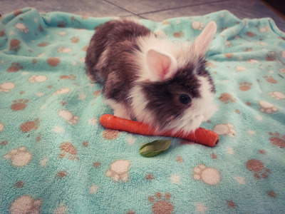 Mini Lop - weiblich