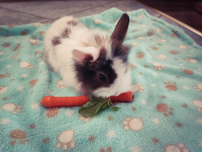 Mini Lop - weiblich