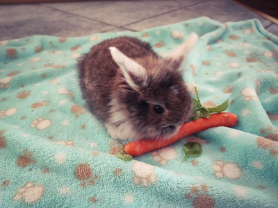 Mini Lop - weiblich