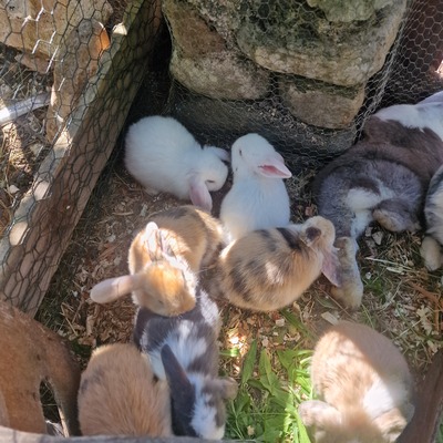 Mini Lop - weiblich