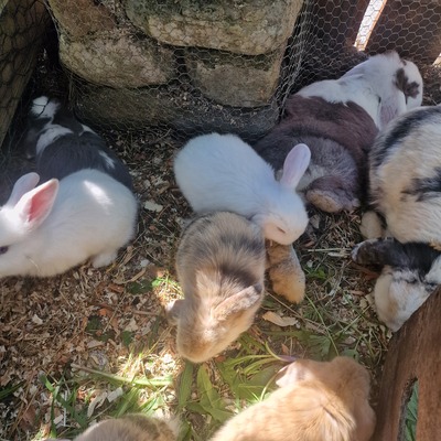 Mini Lop - weiblich