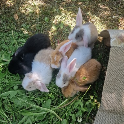 Mini Lop - weiblich