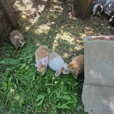 Mini Lop - weiblich