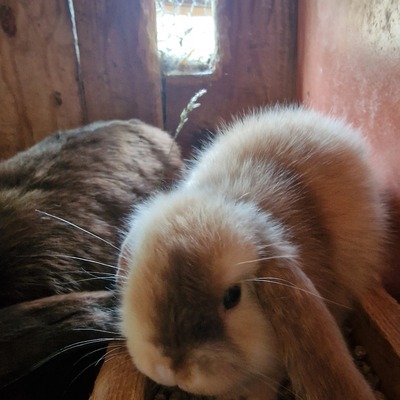 Minilop Hasenbabys