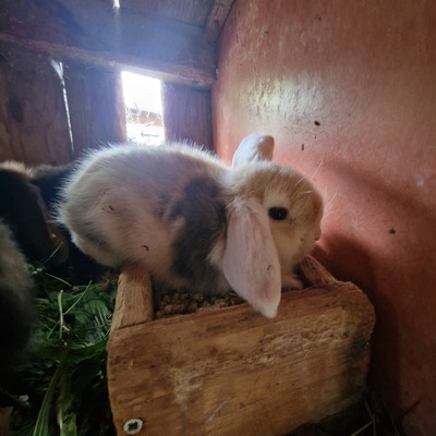 Minilop Hasenbabys, Mini Lop - weiblich