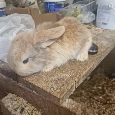 Minilop Hasenbabys, Mini Lop - weiblich
