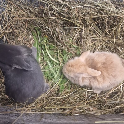 Minilop Hasenbabys, Mini Lop - weiblich