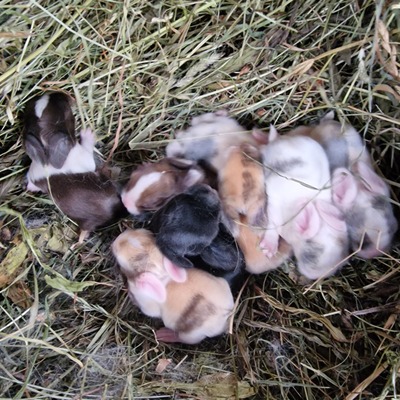 Minilop Hasenbabys, Mini Lop - weiblich