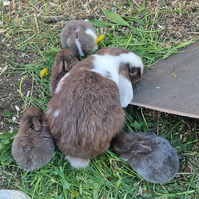 Minilop Hasenbabys, Mini Lop - weiblich