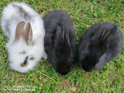 Mischling Jungtier - unbekannt