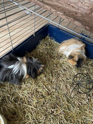 Mischling - männlich