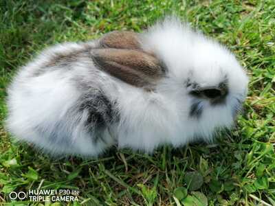 Mischling - unbekannt