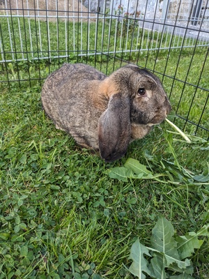 Missy sucht ein neues Zuhause!, Deutsche Widder thüringerfarbig - weiblich