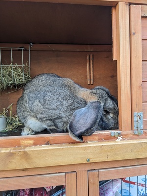 Missy sucht ein neues Zuhause!, Deutsche Widder thüringerfarbig - weiblich