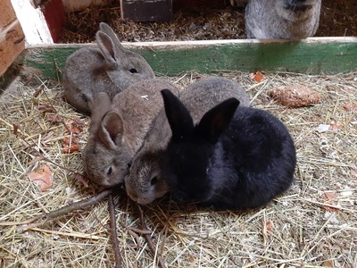 Mix Hasen, Hasen Jungtier - unbekannt