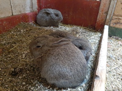 Mix Hasen, Hasen Jungtier - unbekannt