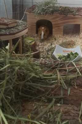 Mix / Unbekannt Jungtier - weiblich