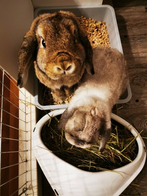 Möhrchen und Rübe, Mini Lop Jungtier - männlich