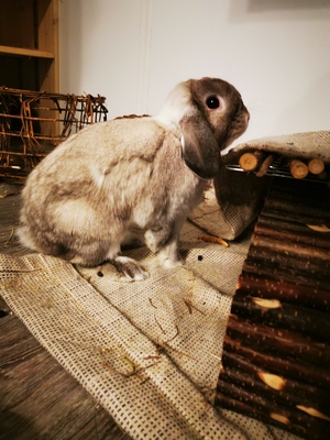 Möhrchen und Rübe, Mini Lop Jungtier - männlich