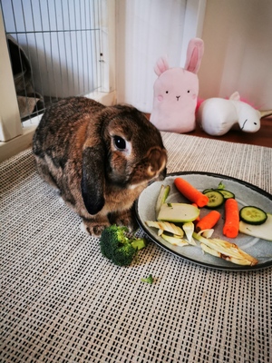 Möhrchen und Rübe, Mini Lop Jungtier - männlich