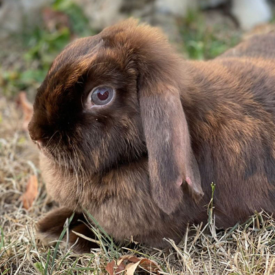 Molly, Zwergwidderkaninchen - weiblich