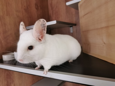 Montello und Tipo, beige / beige-weiß - männlich