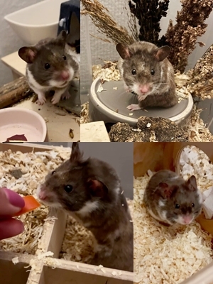 Moon, Mittelhamster (Goldhamster) - männlich