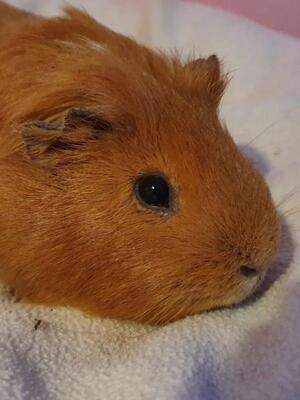 Moritz, Pflegestelle in 85586 Poing - männlich