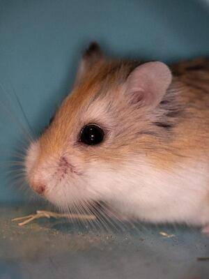 Mrs. Brisby, Pflegestelle in 85586 Poing - weiblich