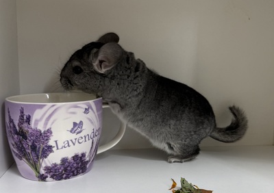 Mylo und Marvin, Langschwanzchinchilla Jungtier - männlich