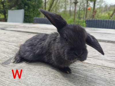 NHD Zwergkaninchen Jungtier - unbekannt