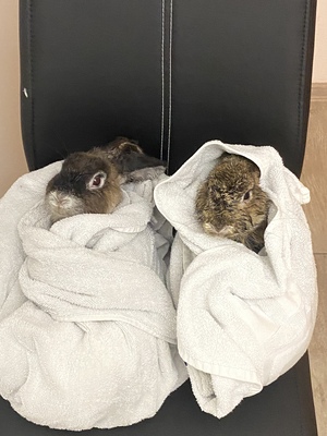 Neila/Lia, Bunte Haushasenmischung Jungtier - weiblich