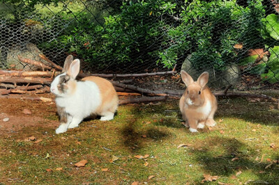 Nicki und Stelle, Kaninchen m/w Jungtier - männlich