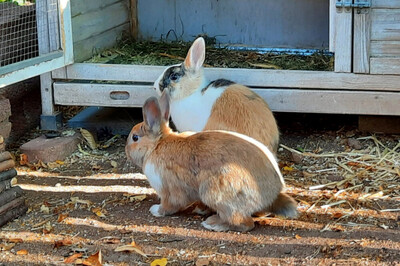 Nicki und Stelle, Kaninchen m/w Jungtier - männlich