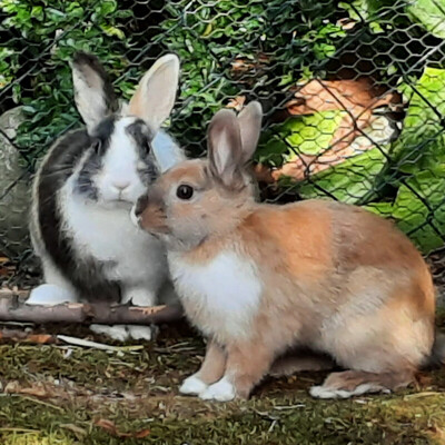 Nicki und Stelle, Kaninchen m/w Jungtier - männlich