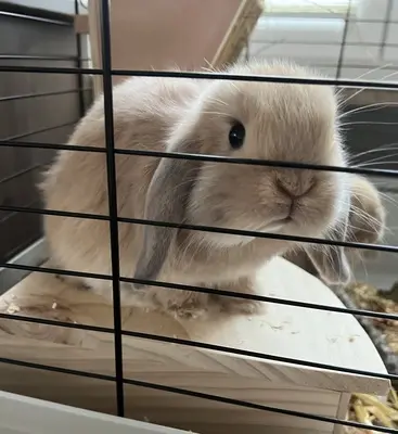 Ohne, Mini Lop Jungtier - weiblich