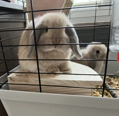 Ohne, Mini Lop Jungtier - weiblich